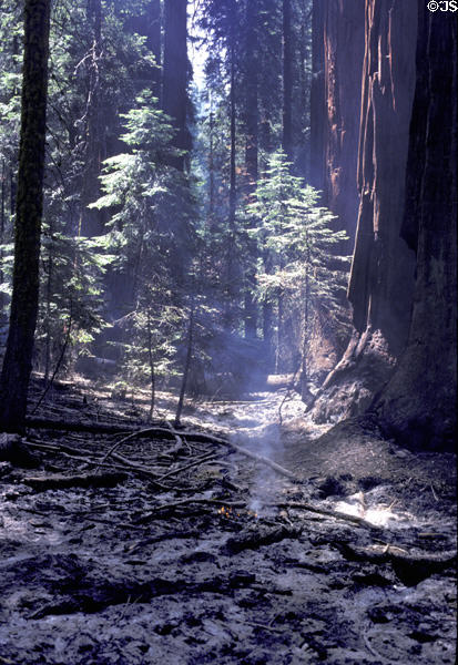 Fire is allowed to burn in Sequoia National Park to open Sequoia cones to release seeds. CA.