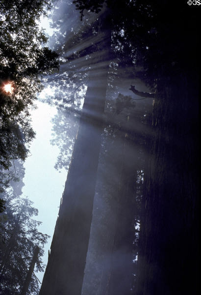 Smoke billows through sun beams in Sequoia National Park. CA.