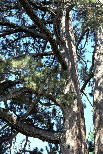 Pine tree branches at Lake Tahoe. CA.