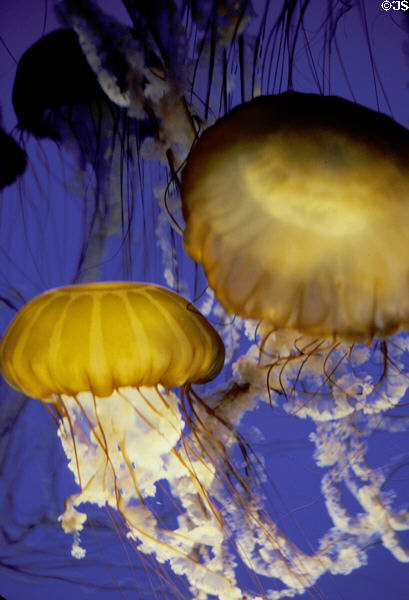 Brightly colored jellyfish in Monterey Bay Aquarium. Monterey, CA.