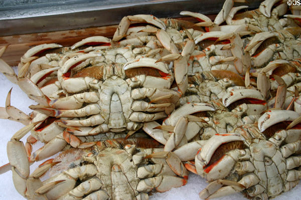 Crabs at fisherman's wharf. Monterey, CA.