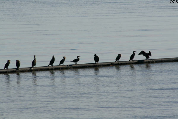 Row of cormorants perch in marina. Long Beach, CA.
