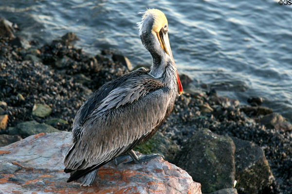 Pelican perched at Long Beach. Long Beach, CA.