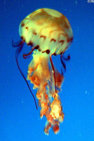 Purplestriped jellyfish (<i>Chrysaora colorata</i>) at Aquarium of the Pacific. Long Beach, CA.