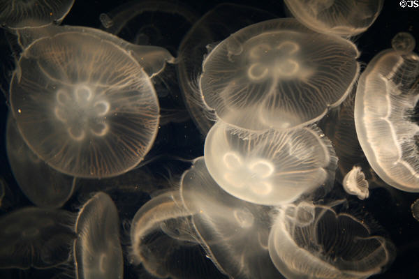 Moon jellyfish (<i>Aurelia aurita</i>) at Aquarium of the Pacific. Long Beach, CA.