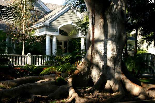 Merton Bay Fig trees line the richly varied architecture of La Mesa Drive, one of the loveliest streetscapes in Los Angeles. Santa Monica, CA.