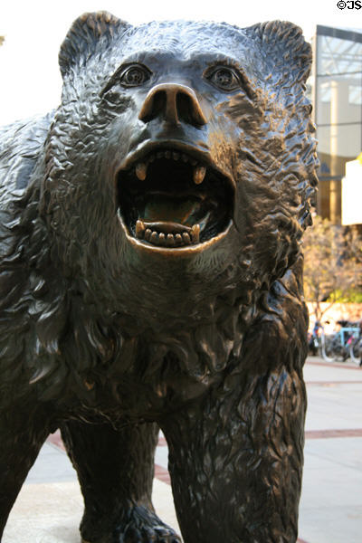 UCLA's Bruin Bear bronze grizzly statue (1984) by Billy Fitzgerald. Los Angeles, CA.