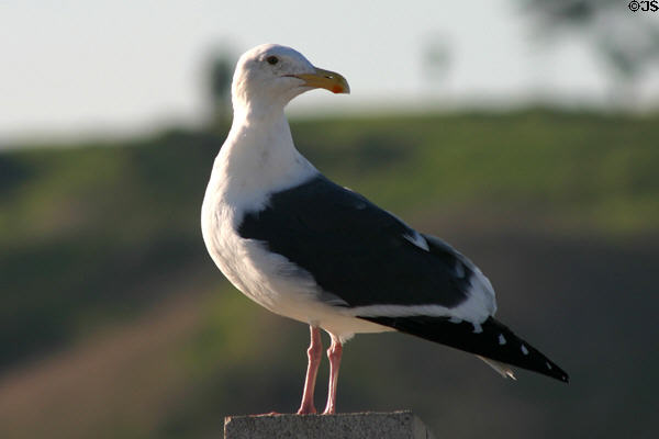 Western Gull (Larus occidentalis). Los Angeles, CA.