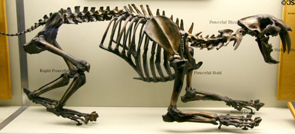 Skeleton of California Saber-Tooth (<i>Smilodon californicus</i>) at Museum of La Brea Tar Pits. Los Angeles, CA.