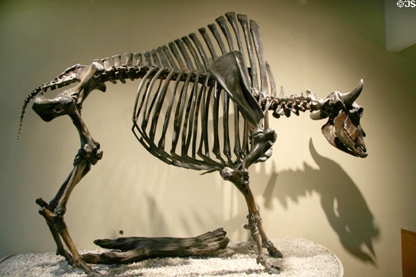 Skeleton of Antique Bison (<i>Bison antiquus</i>) at Museum of La Brea Tar Pits. Los Angeles, CA.