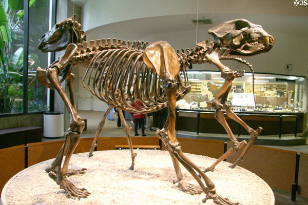 Skeleton of Short-faced bear (<i>Arctodus simus</i>) at Museum of La Brea Tar Pits. Los Angeles, CA.