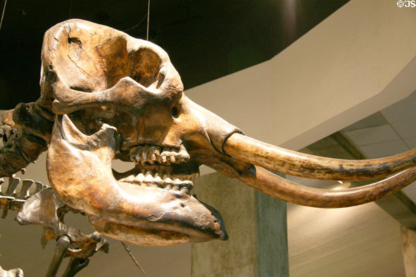 Skull of American Mastodon (<i>Mammut americanum</i>) at Museum of La Brea Tar Pits. Los Angeles, CA.