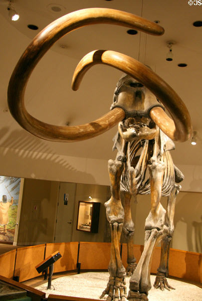 Skeleton of American Mastodon (<i>Mammut americanum</i>) at Museum of La Brea Tar Pits. Los Angeles, CA.