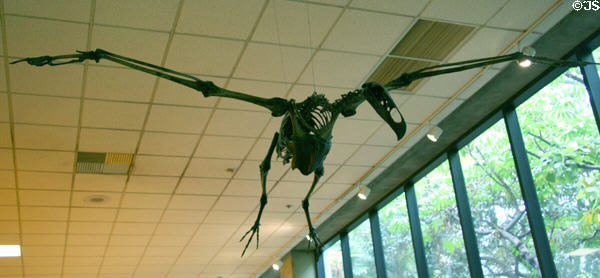 Skeleton of Merriam's Giant Condor (<i>Teratornis merriami</i>) at Museum of La Brea Tar Pits. Los Angeles, CA.
