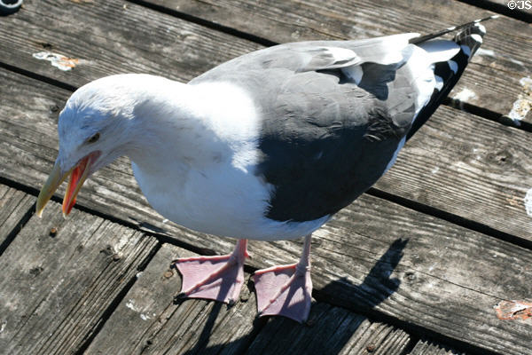 Western Gull (<i>Larus occidentalis</i>). San Pedro, CA.