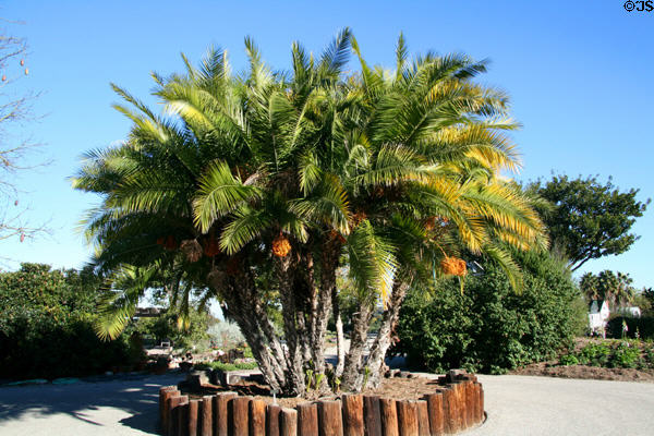 Date palms at South Coast Botanic Garden. Palos Verdes Peninsula, CA.