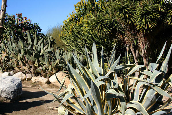 Cacti & succulents at South Coast Botanic Garden. Palos Verdes Peninsula, CA.