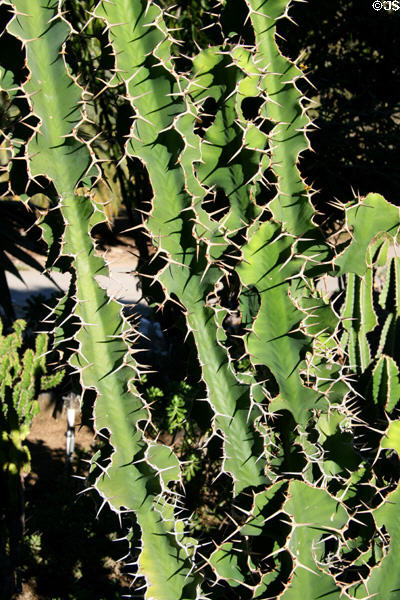 Saw-like cactus at South Coast Botanic Garden. Palos Verdes Peninsula, CA.