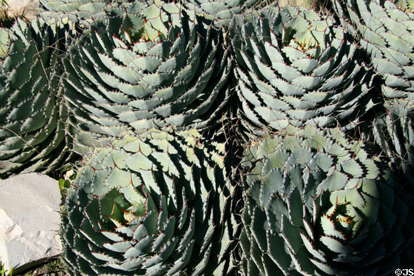 Cactus patterns at South Coast Botanic Garden. Palos Verdes Peninsula, CA.
