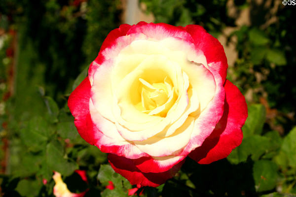 Red & yellow rose at Nixon Library. Yorba Linda, CA.