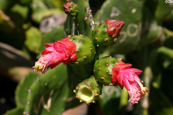 Cactus flowers in Los Rios Street Historic District. Capistrano, CA.