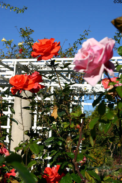 Rose garden at Henry E. Huntington Gardens. San Marino, CA.
