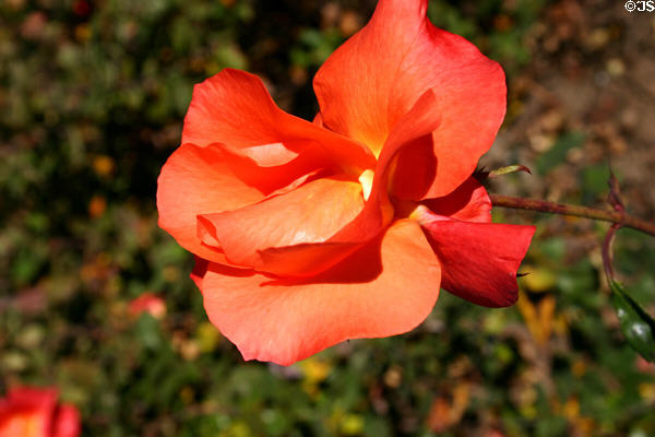 Orange rose at Henry E. Huntington Gardens. San Marino, CA.