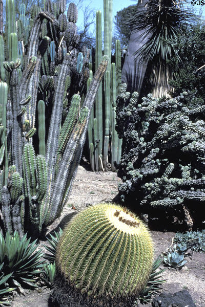 Cacti at Henry E. Huntington Gardens. San Marino, CA.