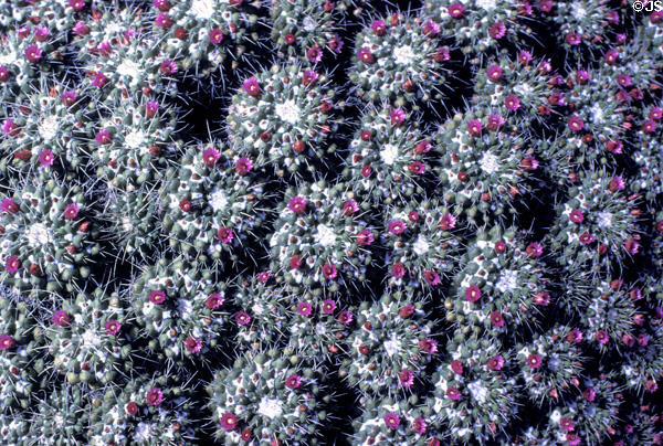 Small cacti with purple flowers at Henry E. Huntington Gardens. San Marino, CA.
