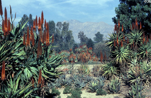 Cactus gardens at LA County Arboretum. Arcadia, CA.