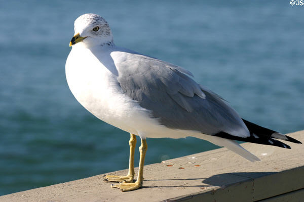 Ring-billed Gull (<i>Larus delewarensis</i>). San Diego, CA.