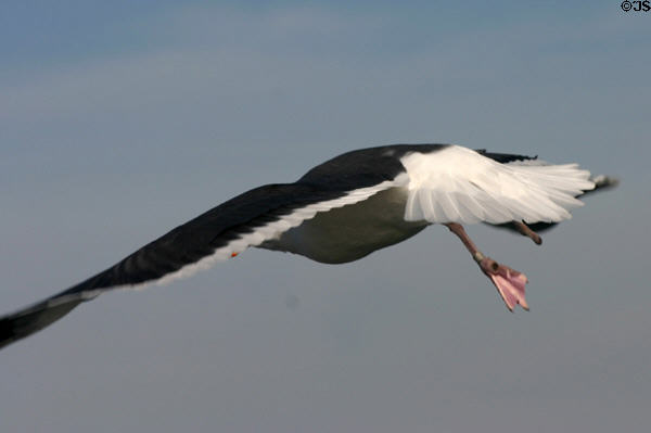 Western Gull in flight. San Diego, CA.