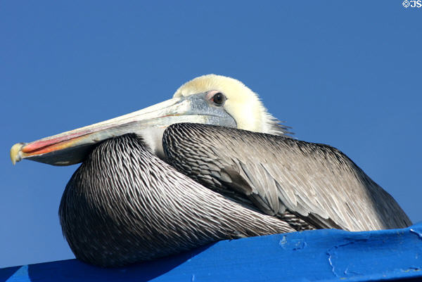 Brown Pelican. San Diego, CA.