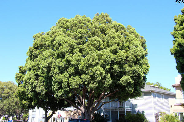Street tree in Coronado. Coronado, CA.