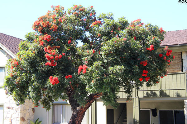 Flowering tree in Coronado. Coronado, CA.