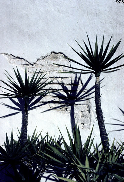 San Diego Mission details of adobe wall with cactus silhouettes. San Diego, CA.
