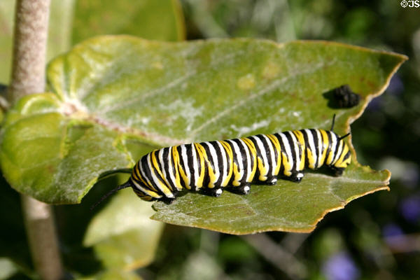 Yellow, black & white striped caterpillar in Balboa Park. San Diego, CA.