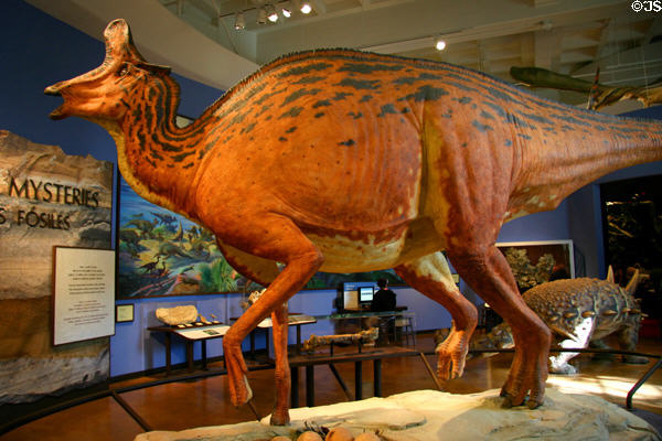 Lambeosaur with sculpted skin at San Diego Museum of Natural History. CA.
