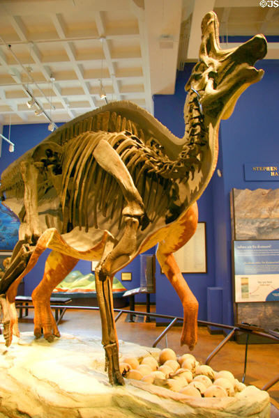 Lambeosaur with cast skeleton at San Diego Museum of Natural History. CA.
