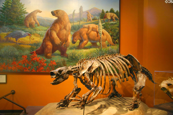 Cast of Harlan's Ground Sloth (10,000-14,000 years old) of original from La Brea tar pits at San Diego Museum of Natural History. CA.