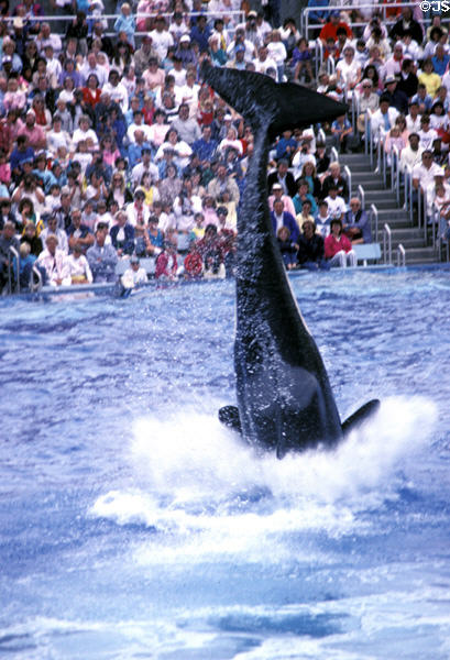Whale plunges into water at Sea World Park. San Diego, CA.