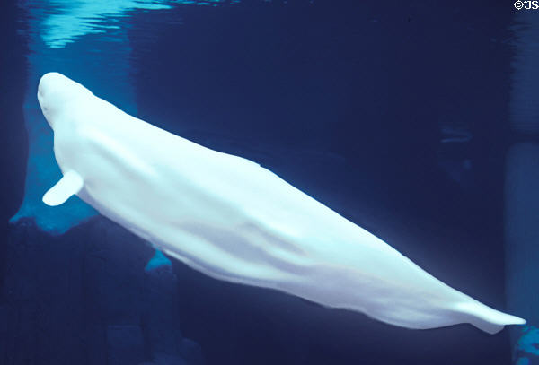 White Beluga Whale angles upward at Sea World Park. San Diego, CA.