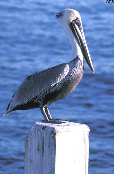 Brown Pelican (<i>Pelecanus occidentalis</i>) on piling in San Diego Harbor. San Diego, CA.