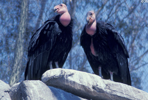 Endangered California Condors (<i>Gymnogyps californianus</i>) being raised as a conservation measure at Wild Animal Park. San Diego, CA.