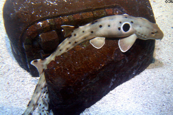 Epaulette Shark (<i>Hemiscyllium ocellatum</i>) in Sea-Life aquarium at Legoland California. Carlsbad, CA.