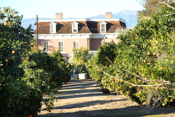 Heritage building over orange trees near San Bernardino Asistencia. Redlands, CA.