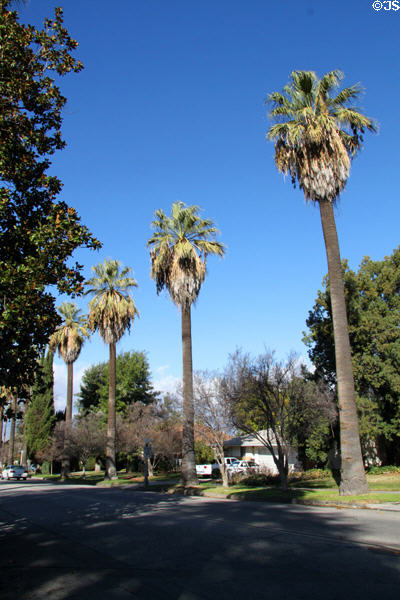 Palm lined street. Redlands, CA.