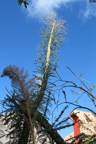 Cactus at San Bernardino County Museum. Redlands, CA.