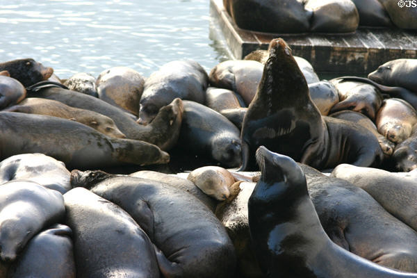 Sleeping sea lions at Pier 39. San Francisco, CA.