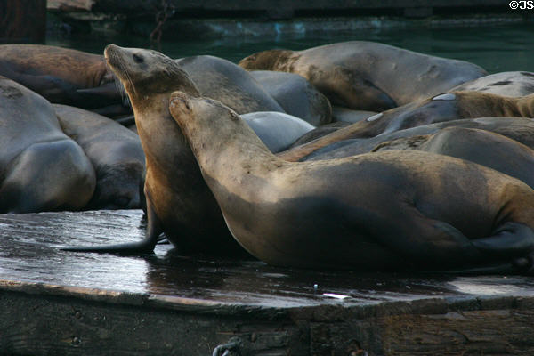 Sea lions snuggling at Pier 39. San Francisco, CA.